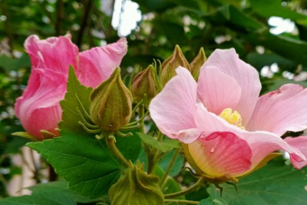 一年四季不怕冷不怕热的植物，有喷雪花、夏堇花、金银花等