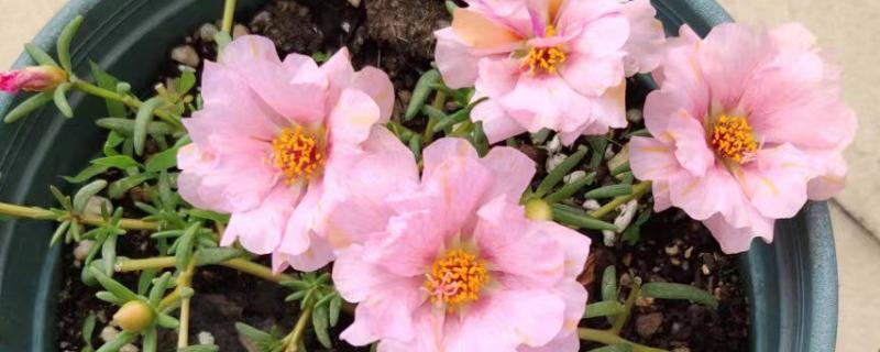 松叶牡丹花的特点，通常在晴朗的天气才会开花