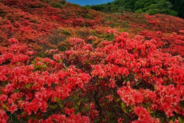 粉色杜鹃花的花语，寓意永远属于你