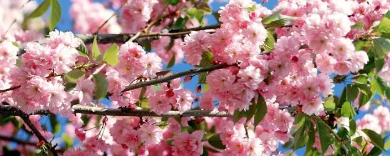 樱花几月开，一般在3-4月左右就会开花