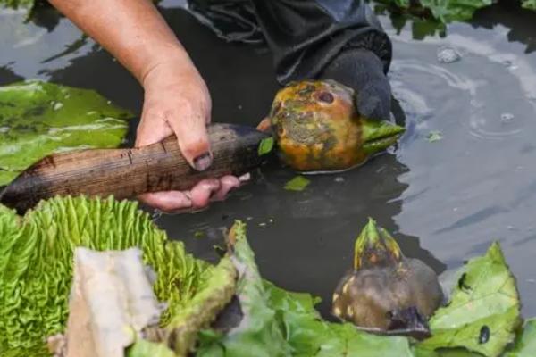 鸡头米是什么植物的果实，是芡实的果实