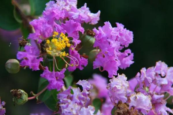 夏天有什么花，常见的有莲花、茉莉花、太阳花等