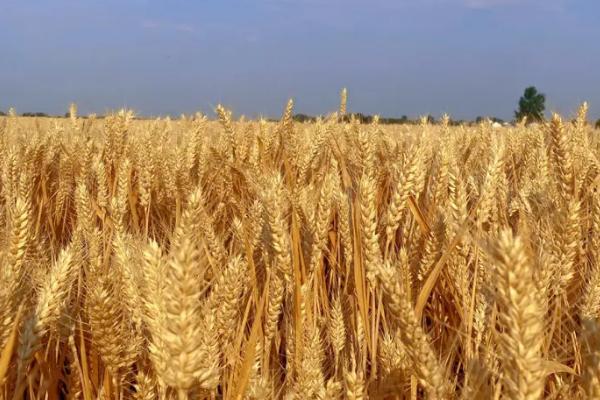 种上小麦连续不下雨怎么办，需要及时浇水