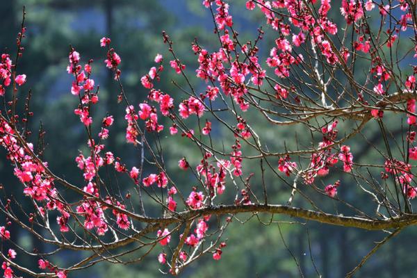 春天梅花的养殖方法，可隔3-4天给其浇一次水