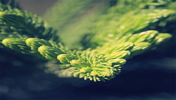 南洋杉的养殖方法和注意事项