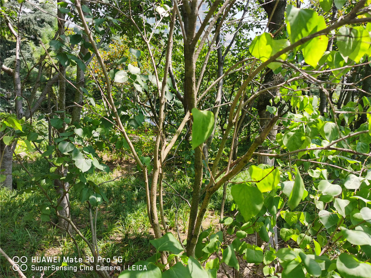 丁香花怎么扦插繁殖 丁香花扦插的时间