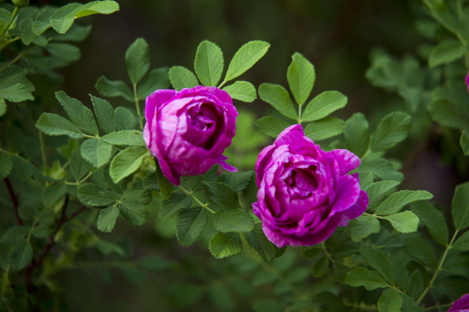 玫瑰花需要多大的盆来种 盆栽玫瑰花种植方法全过程