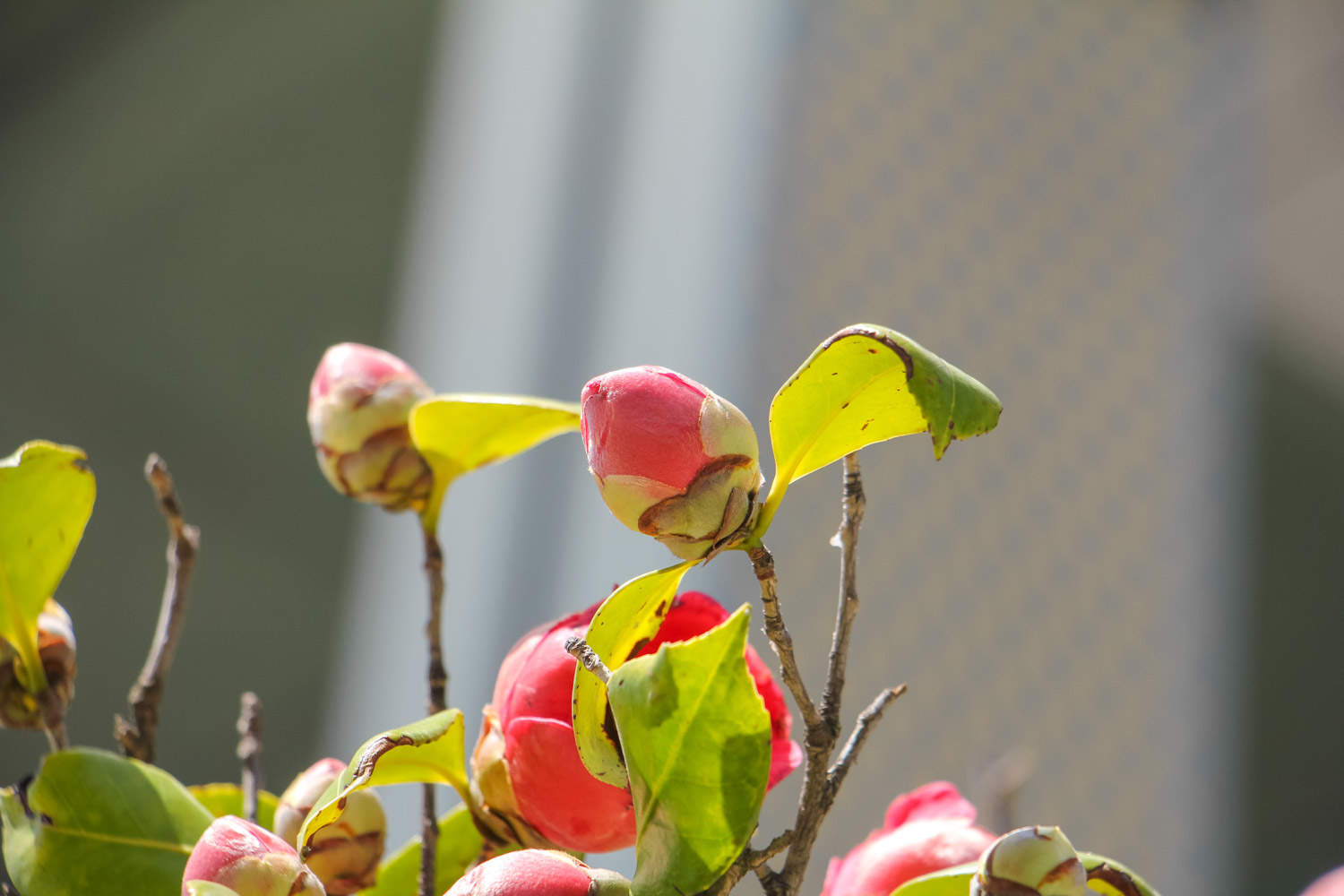 山茶花耐寒吗 山茶花耐旱吗