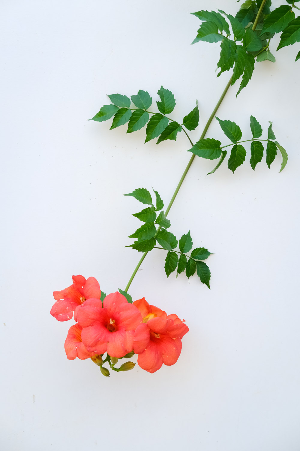 凌霄花春季如何施肥 几月份施肥比较好