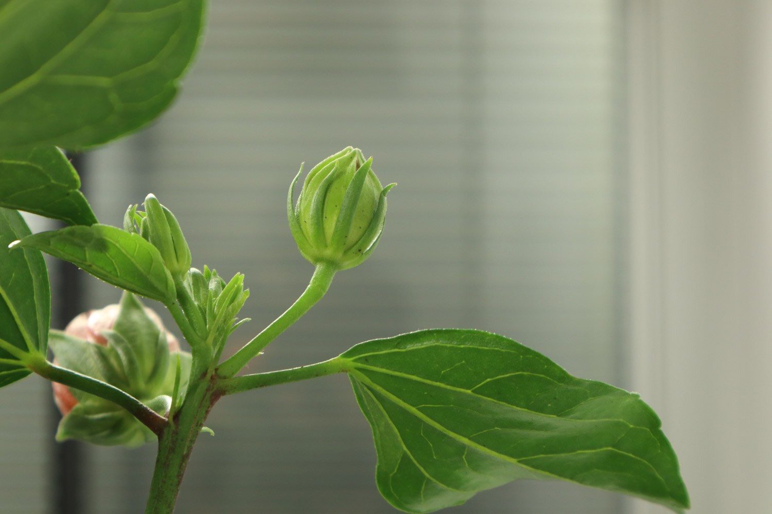扶桑花冬天的养殖方法 可以修剪吗