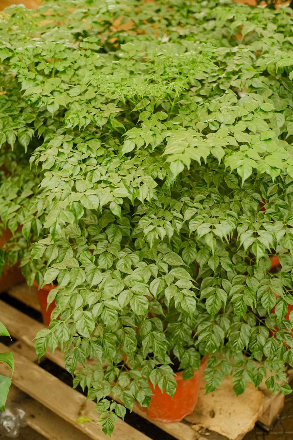 怎么让幸福树叶子油亮 叶子能喷水吗