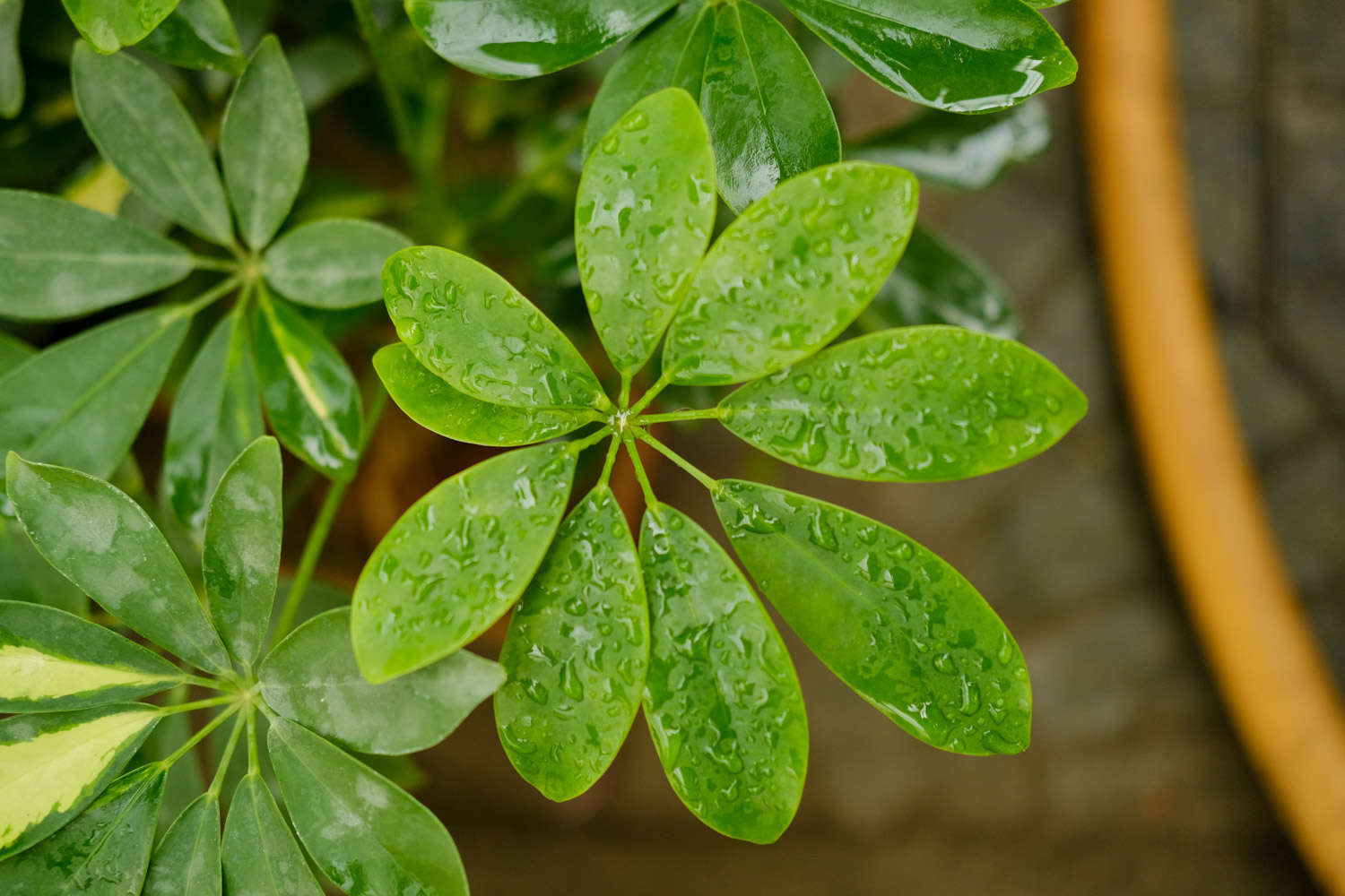 鸭掌木怎么水培 水培还是土培好