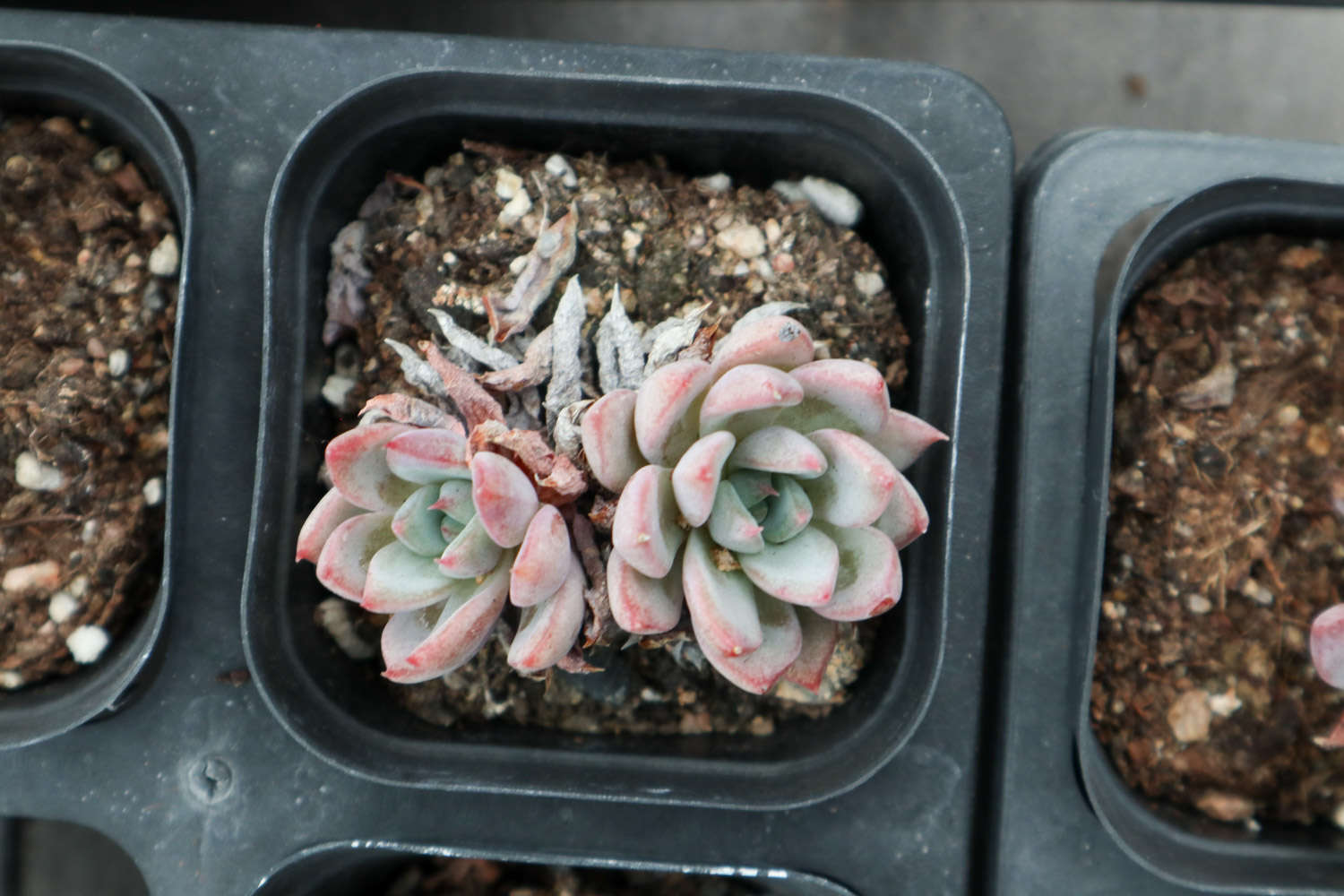 绿爪多肉怎么养 怎么繁殖