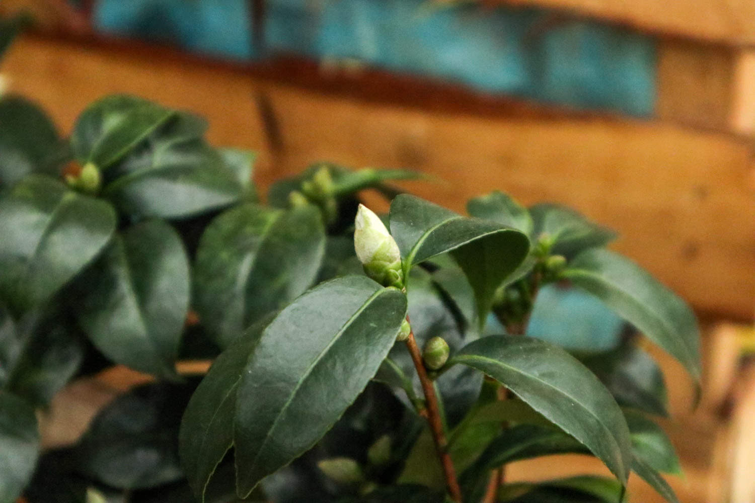 茶花繁殖方法 茶花如何繁殖