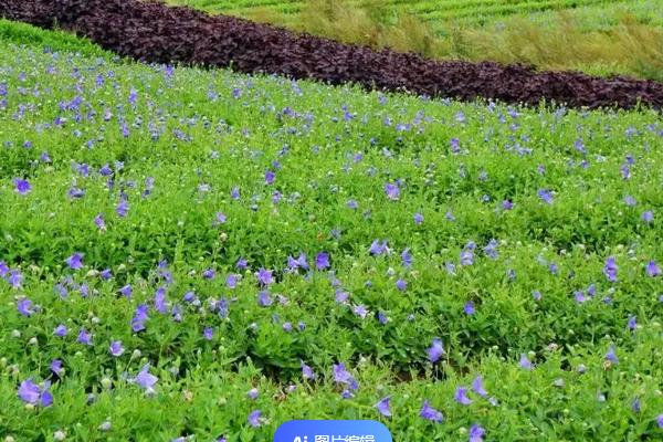 桔梗花怎么种植，通常选择在4-9月份之间种植