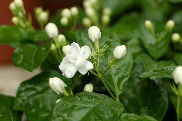 茉莉花怎么养，每天可保持8-10个小时阳光照射