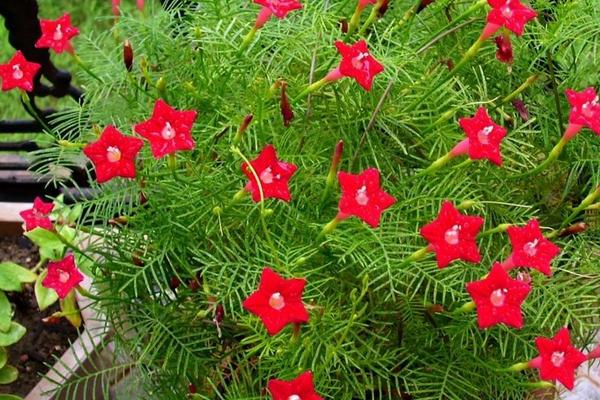 茑萝花一般在几月份开花，花期为每年7月上旬至9月下旬