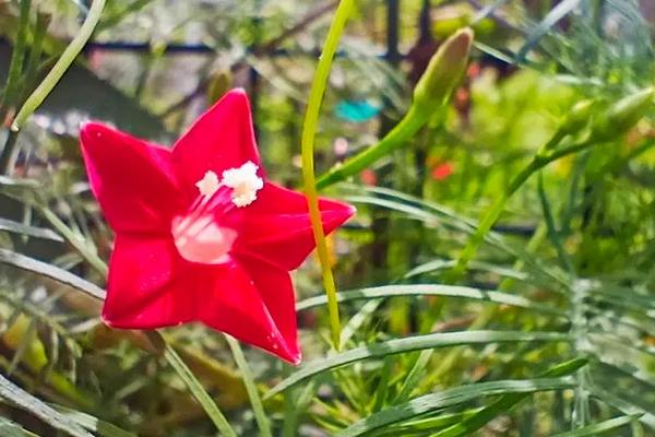 茑萝花一般在几月份开花，花期为每年7月上旬至9月下旬