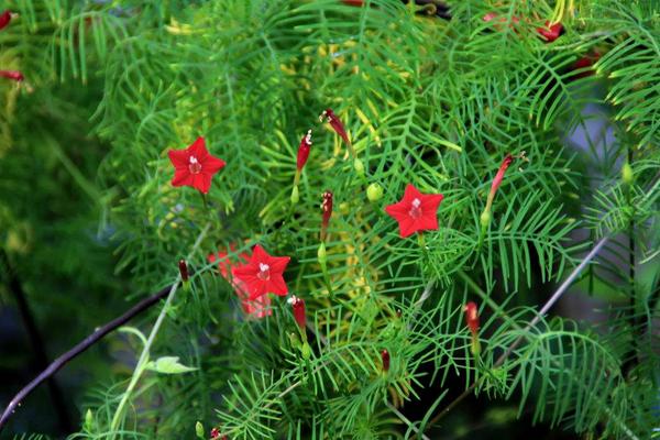 茑萝花一般在几月份开花，花期为每年7月上旬至9月下旬