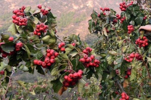 什么时候摘山楂，一般在10月时采摘