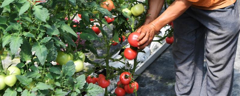 露地西红柿的种植管理技术，种子在种植前需浸种