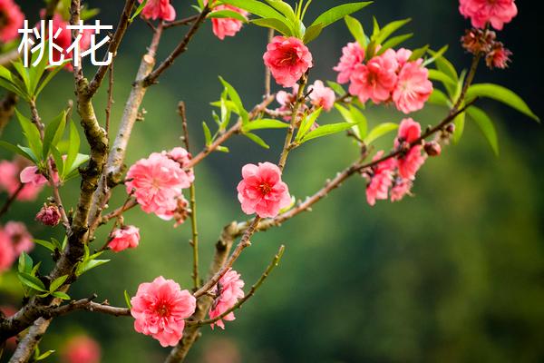 梅花与桃花的区别，花期、花色和高度均不同