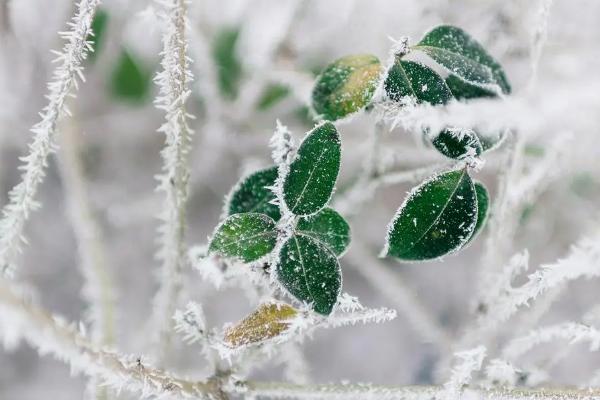 大雪节气植物有哪些变化，树一般会停止生长且叶片会掉落