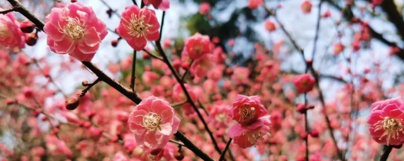 梅花什么时候开花，花期在每年1-3月份之间