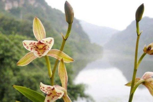 果香兰的花期，开花时间为每年7-8月份