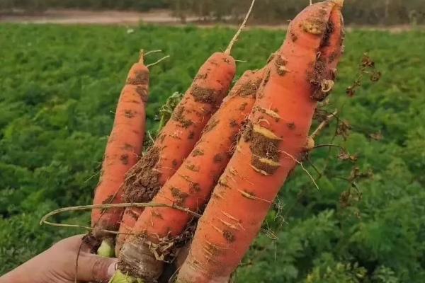 怎样种植胡萝卜又直又长，土壤选择砂质壤土为佳