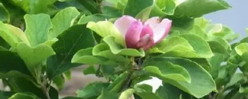 琴叶榕会开花吗，花期在6-8月份左右