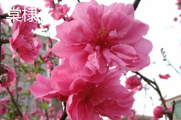 棠棣花和棣棠花的区别，颜色、花期和习性均不同