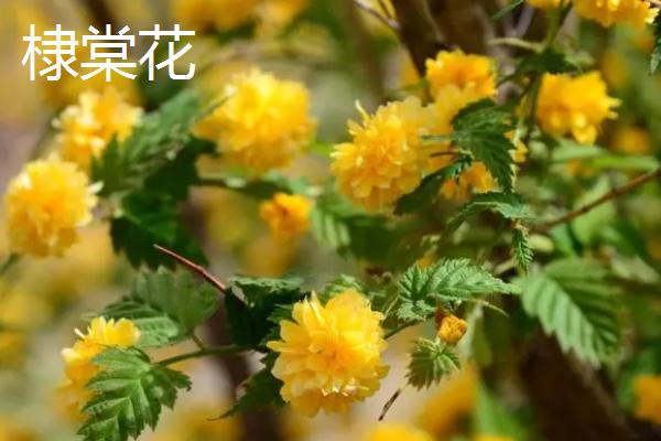 棠棣花和棣棠花的区别，颜色、花期和习性均不同