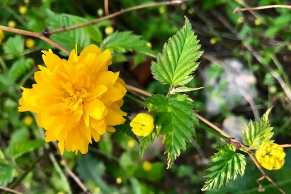 棠棣花和棣棠花的区别，颜色、花期和习性均不同