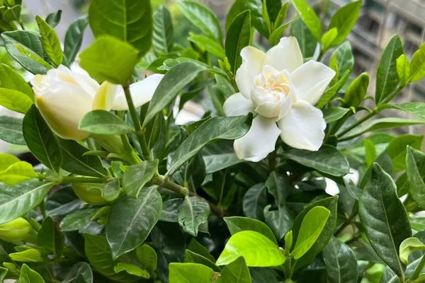 春节栀子花能开吗，栀子花一般不能在春节开花