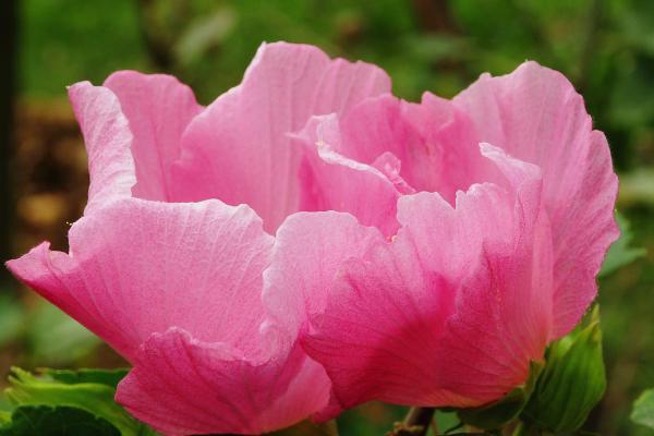 芙蓉花一天是怎么变化的，一天可变三种颜色