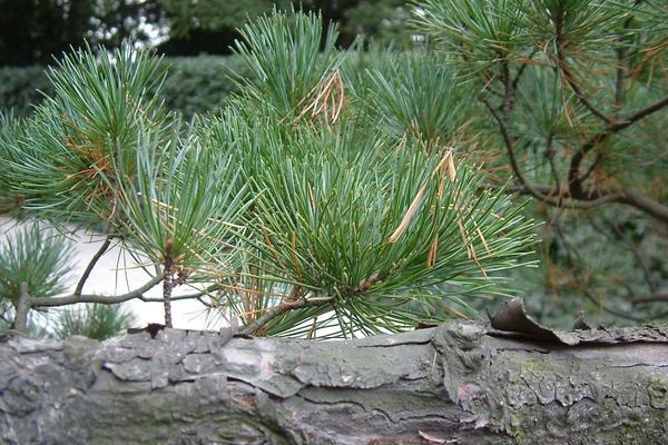 茶叶水可以浇什么花草，可以浇杜鹃、茉莉、茶花等