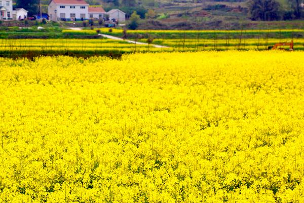 油菜花什么时候种，春油菜播种时间是在4月份左右