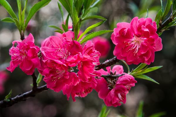 碧桃花是什么，属于桃花品种但是桃的变种