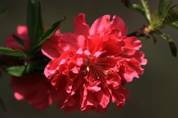 碧桃花是什么，属于桃花品种但是桃的变种