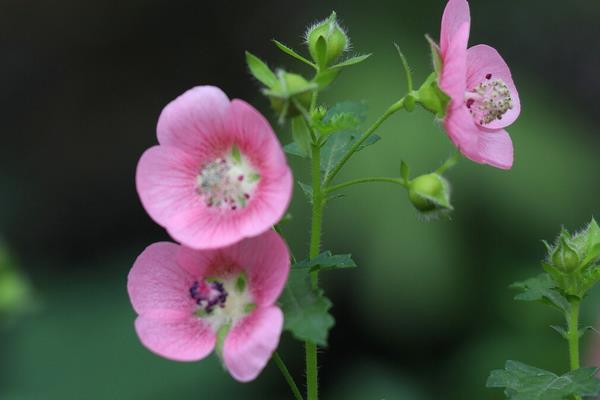 小木槿花苞发黄怎么办，需及时移至室内养殖