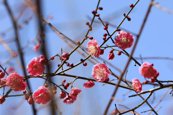 梅花叶子发黄卷叶的原因，可能是光照强烈或浇水过少等