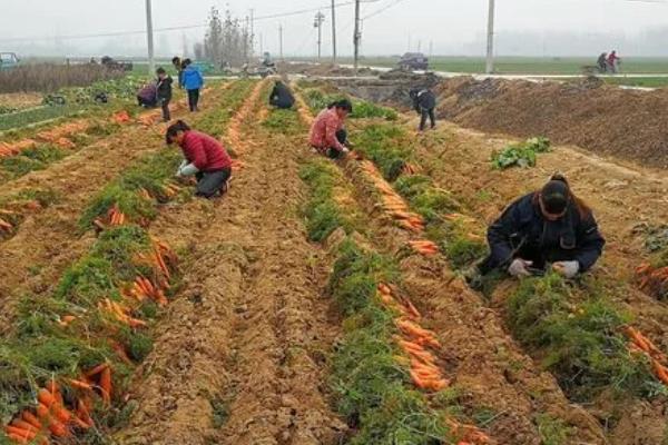 胡萝卜可以移植吗，可以但需要小心