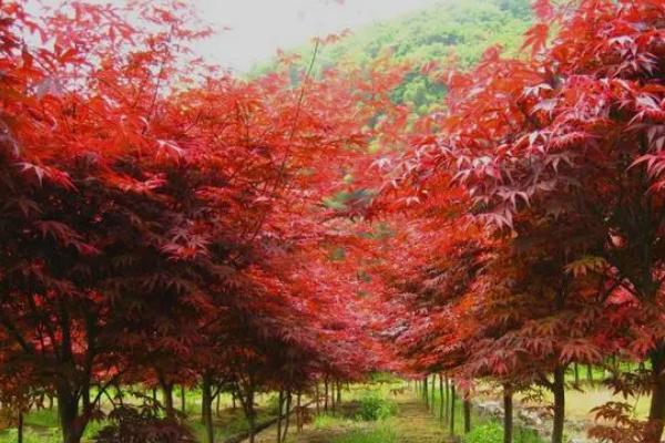 红枫在什么季节有，一年四季都有