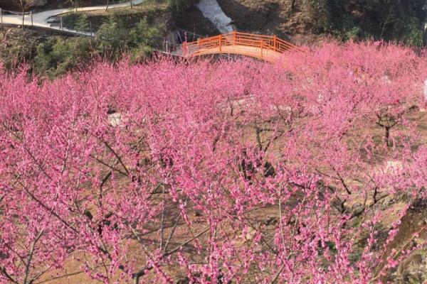 梅花冬天多久浇水一次，7-10天浇水一次