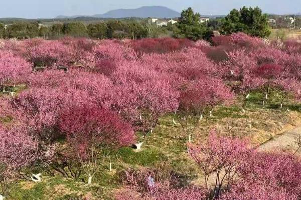 梅花冬天多久浇水一次，7-10天浇水一次