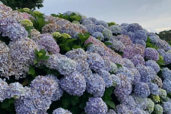 绣球花没有花苞怎么解决，应及时疏松土壤和增加光照等