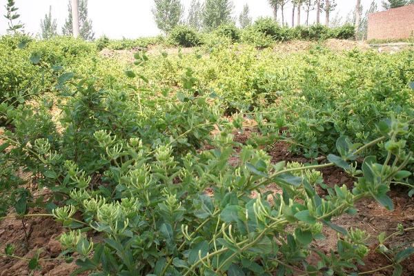 金银花夏天怎么养，需要对植株适当遮荫