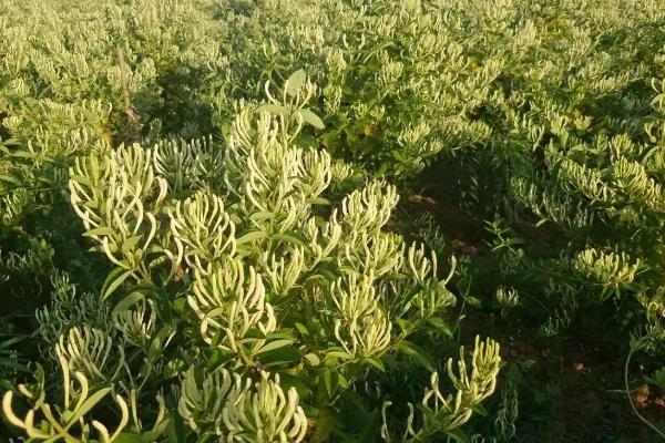 金银花夏天怎么养，需要对植株适当遮荫