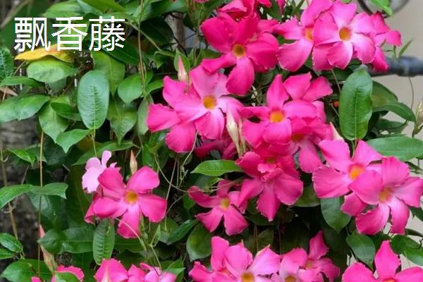 红蝉花与飘香藤的区别，产地、花朵、叶子均不同